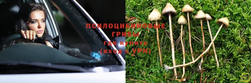 Псилоцибиновые грибы Magic Shrooms  Керчь 